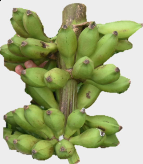 Abuab fruit2